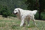 GOLDEN RETRIEVER 1178